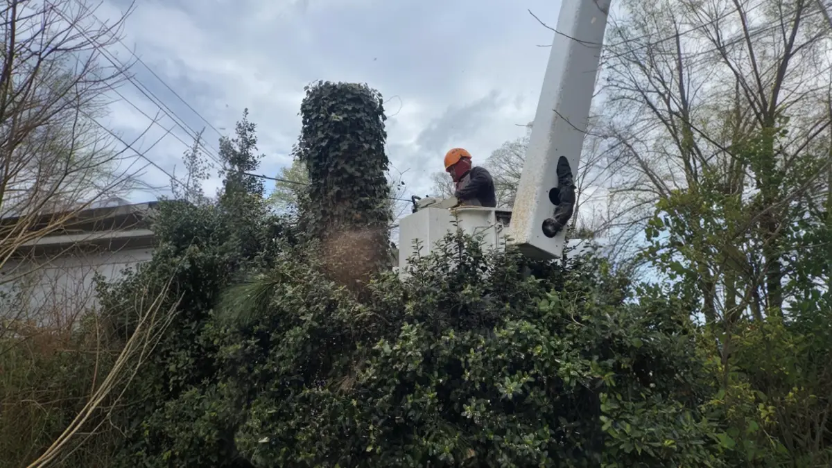 Trimming & Pruning