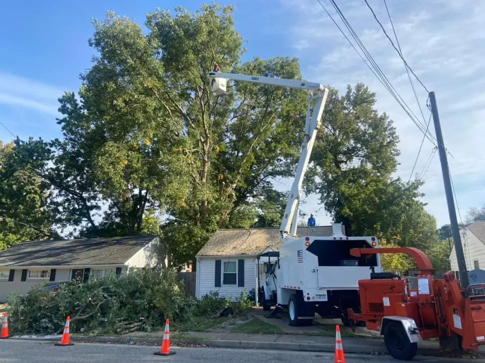 Tree removal in Newport News