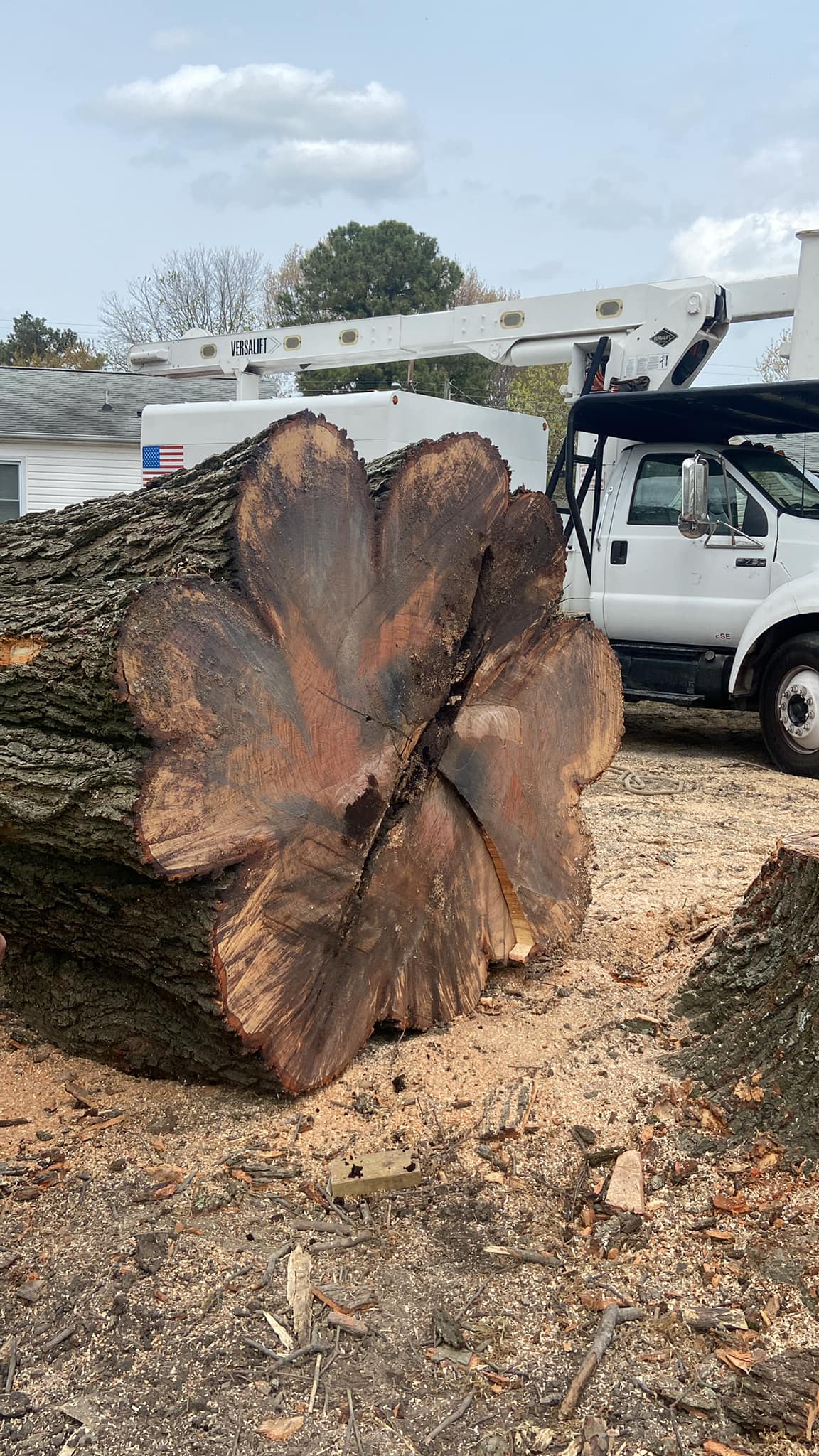 Large tree removal in Hampton