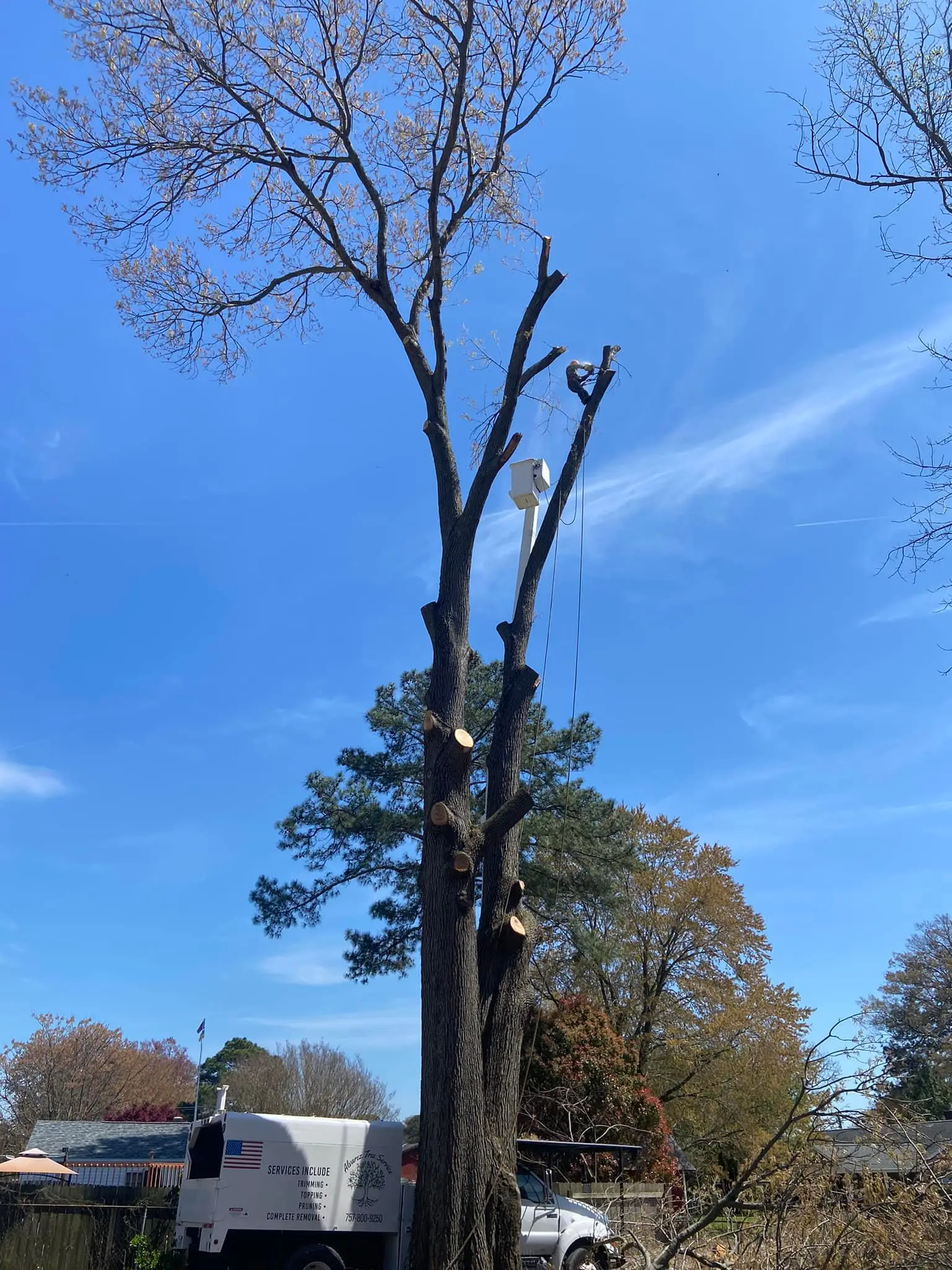 Crown pruning in Newport News