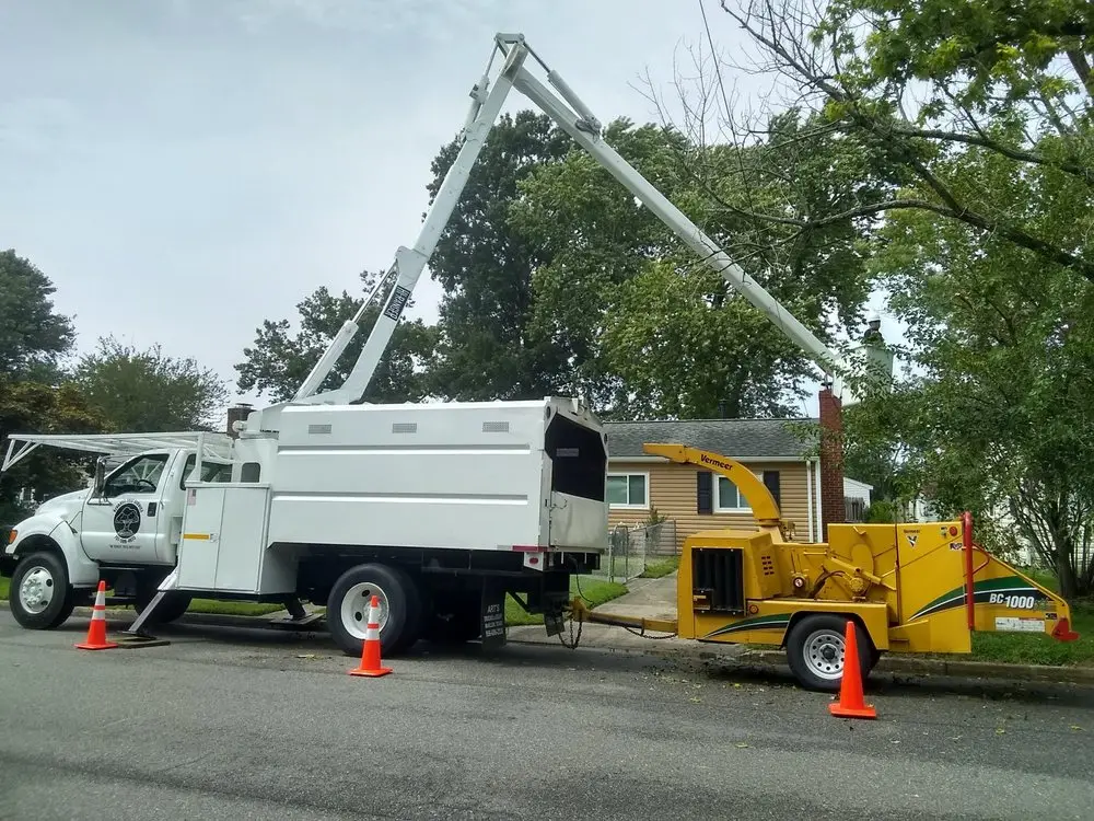 Tree removal in Newport News