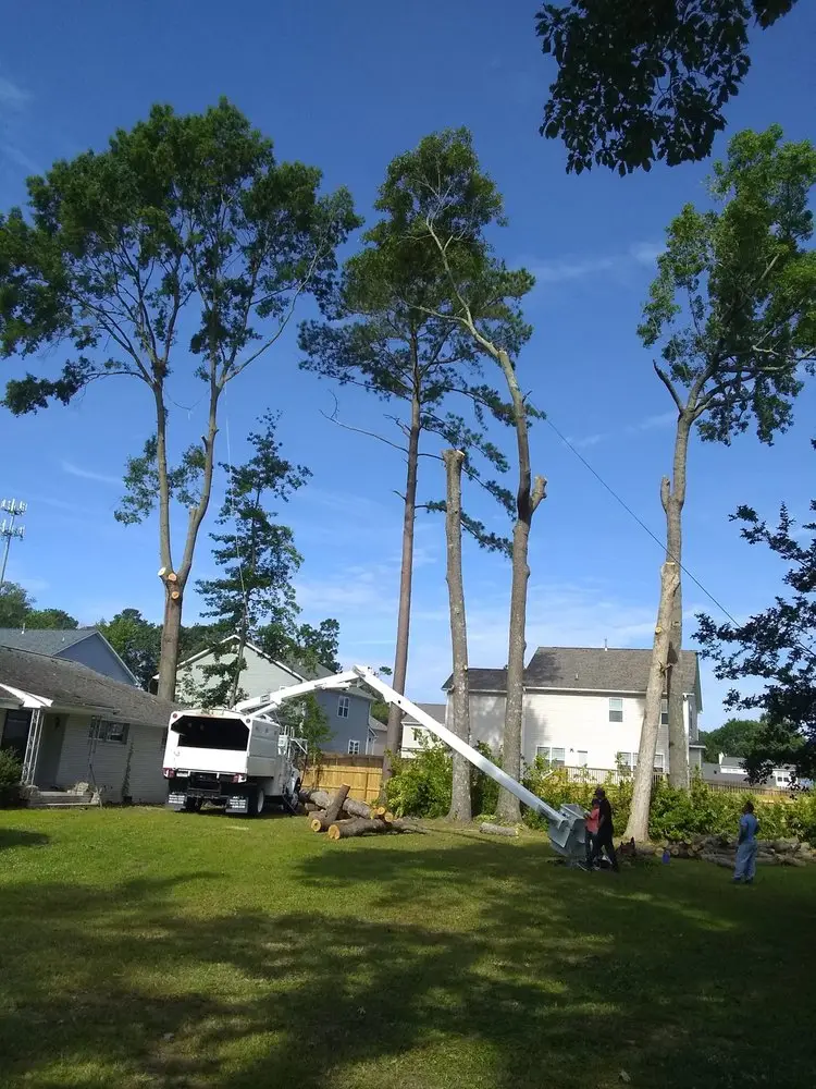 Tree removal in Yorktown