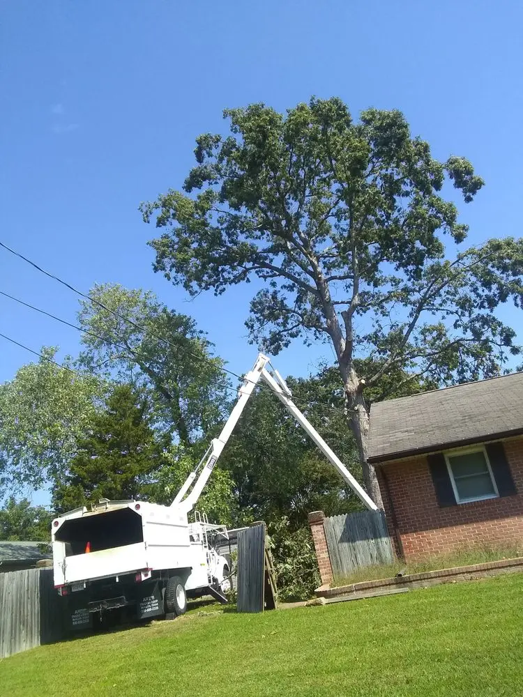 Tree trimming in Newport News