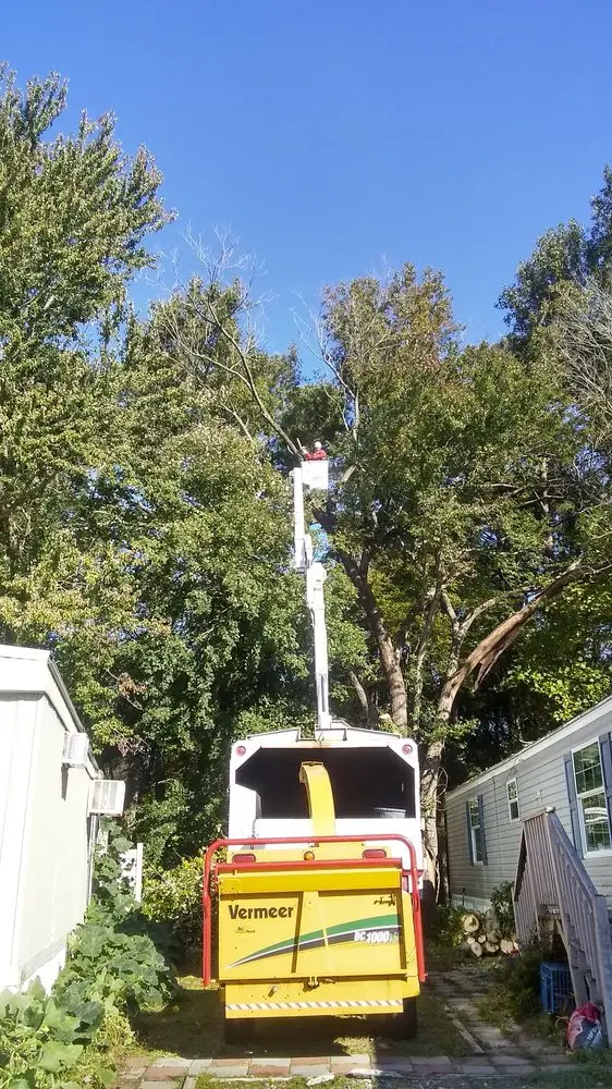 Stump grinding in Hampton