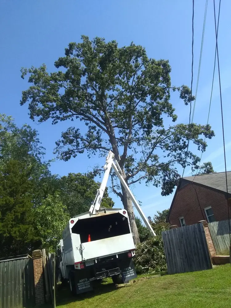 Stump removal in Yorktown