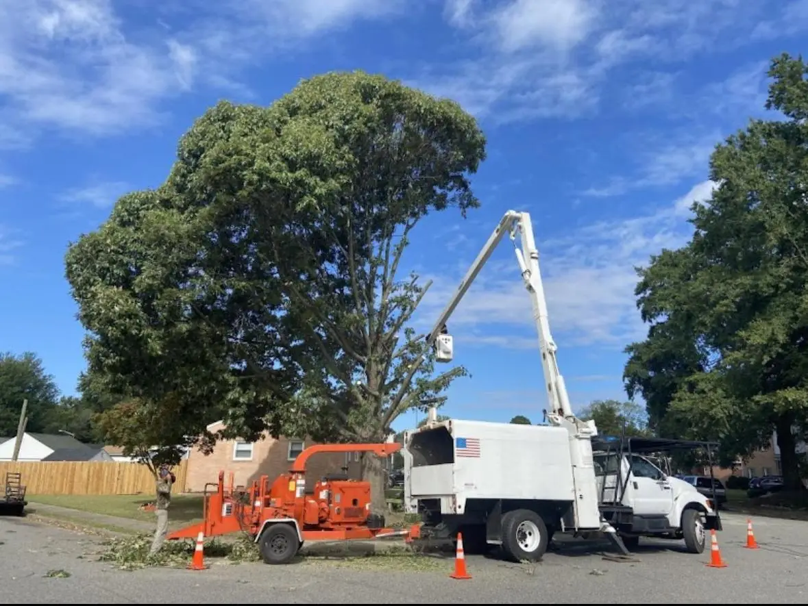 Tree Trimming & Pruning