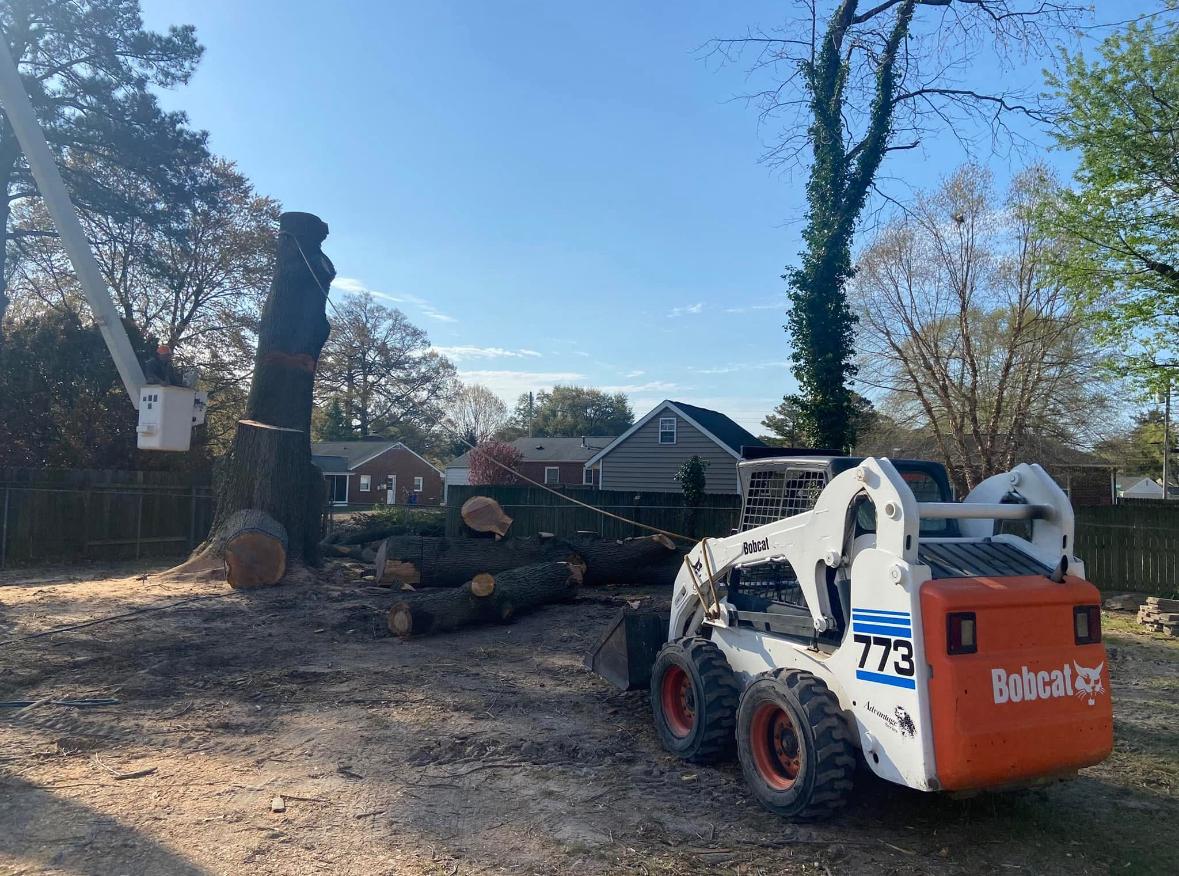 Crown pruning in Hampton Roads