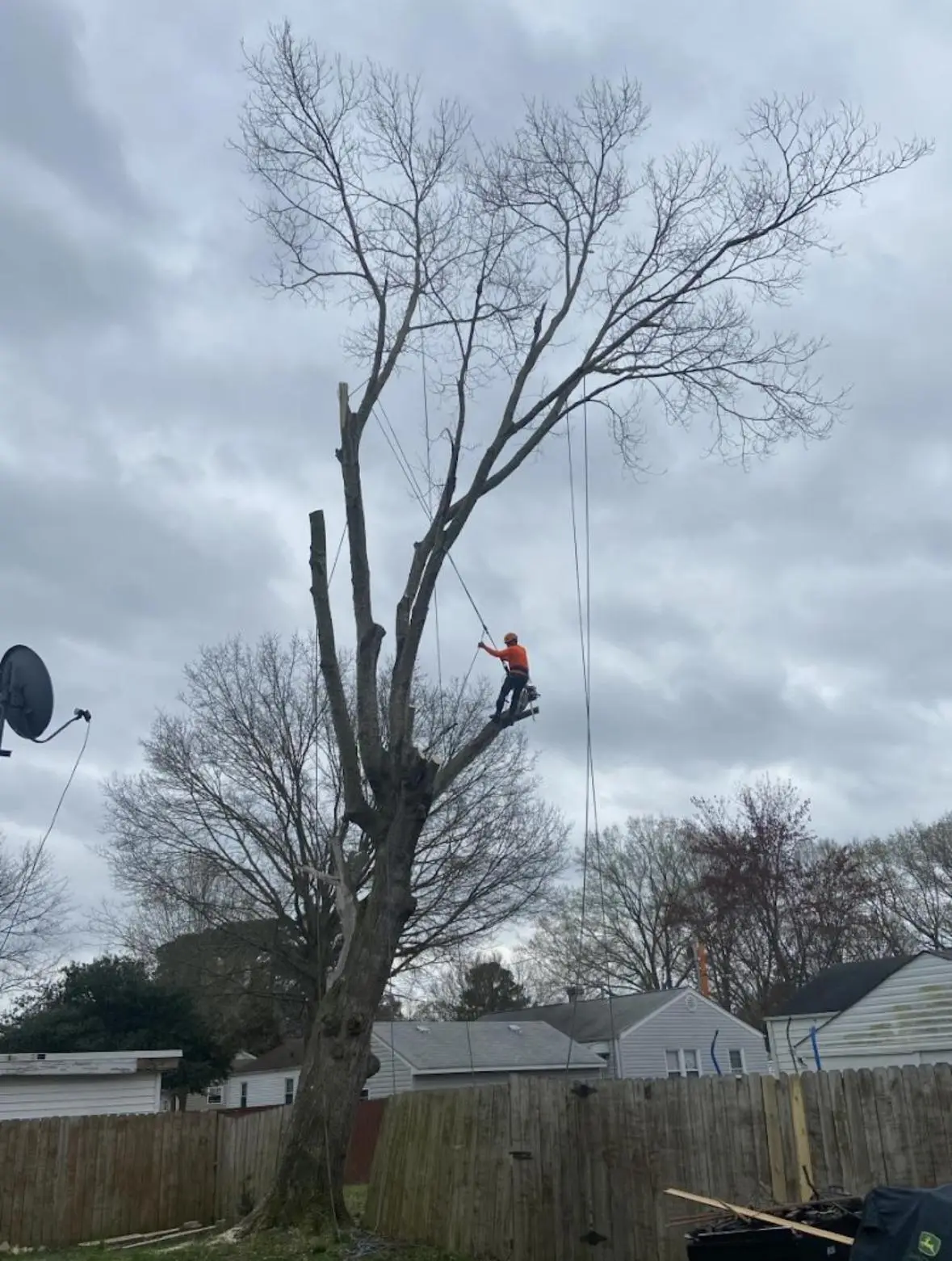 Tree trimming in Hampton Roads