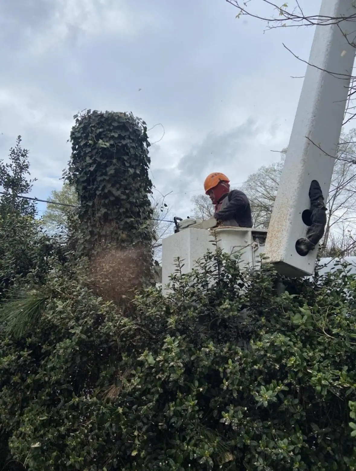 Tree Removal