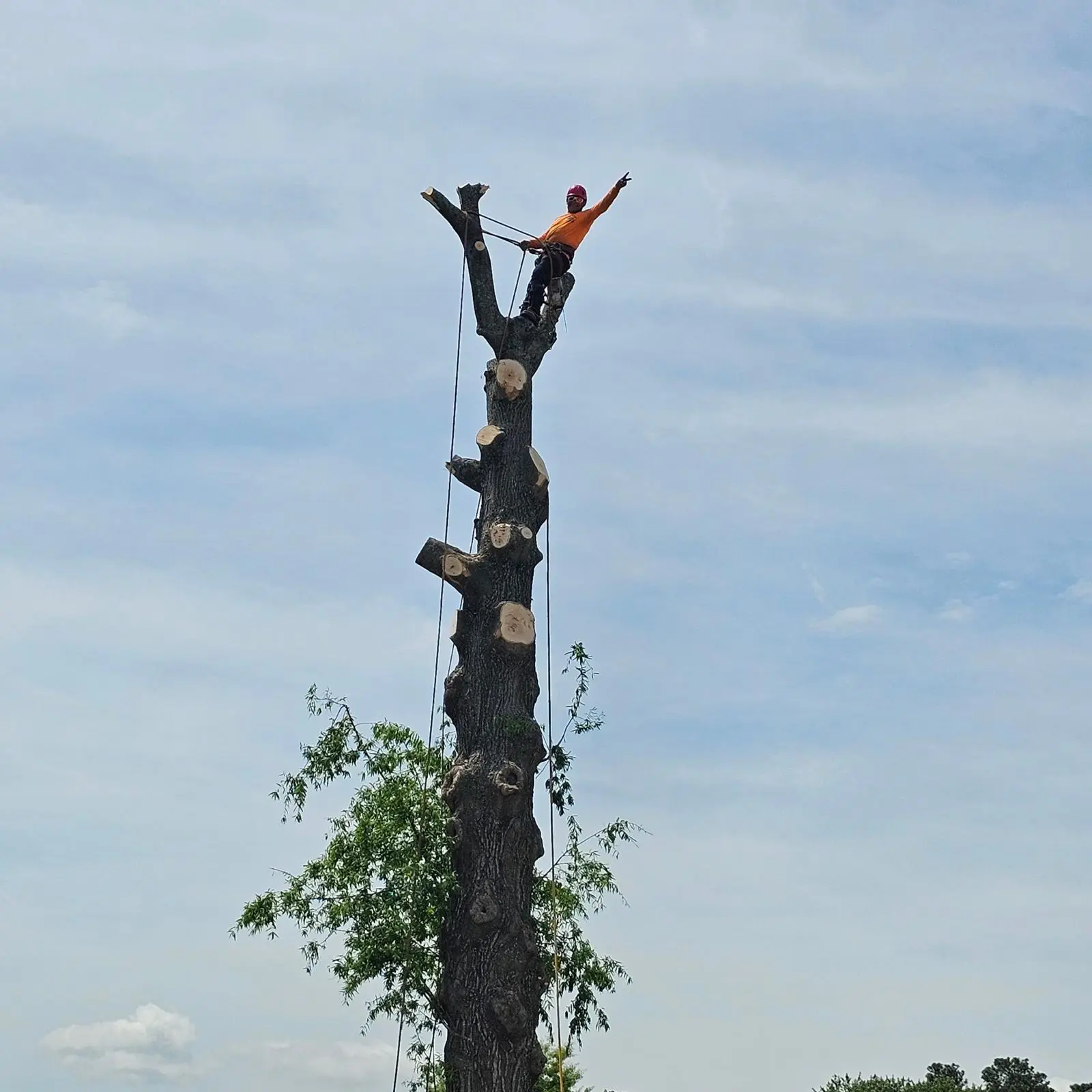 Tree removal in Hampton Roads