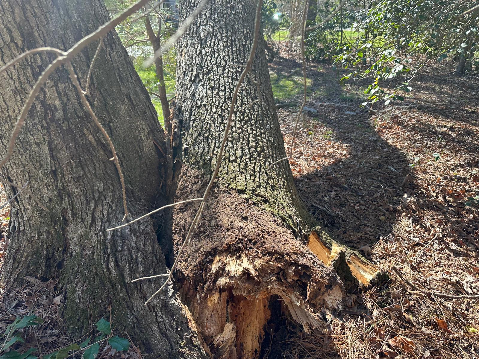 Tree removal in Hampton Roads