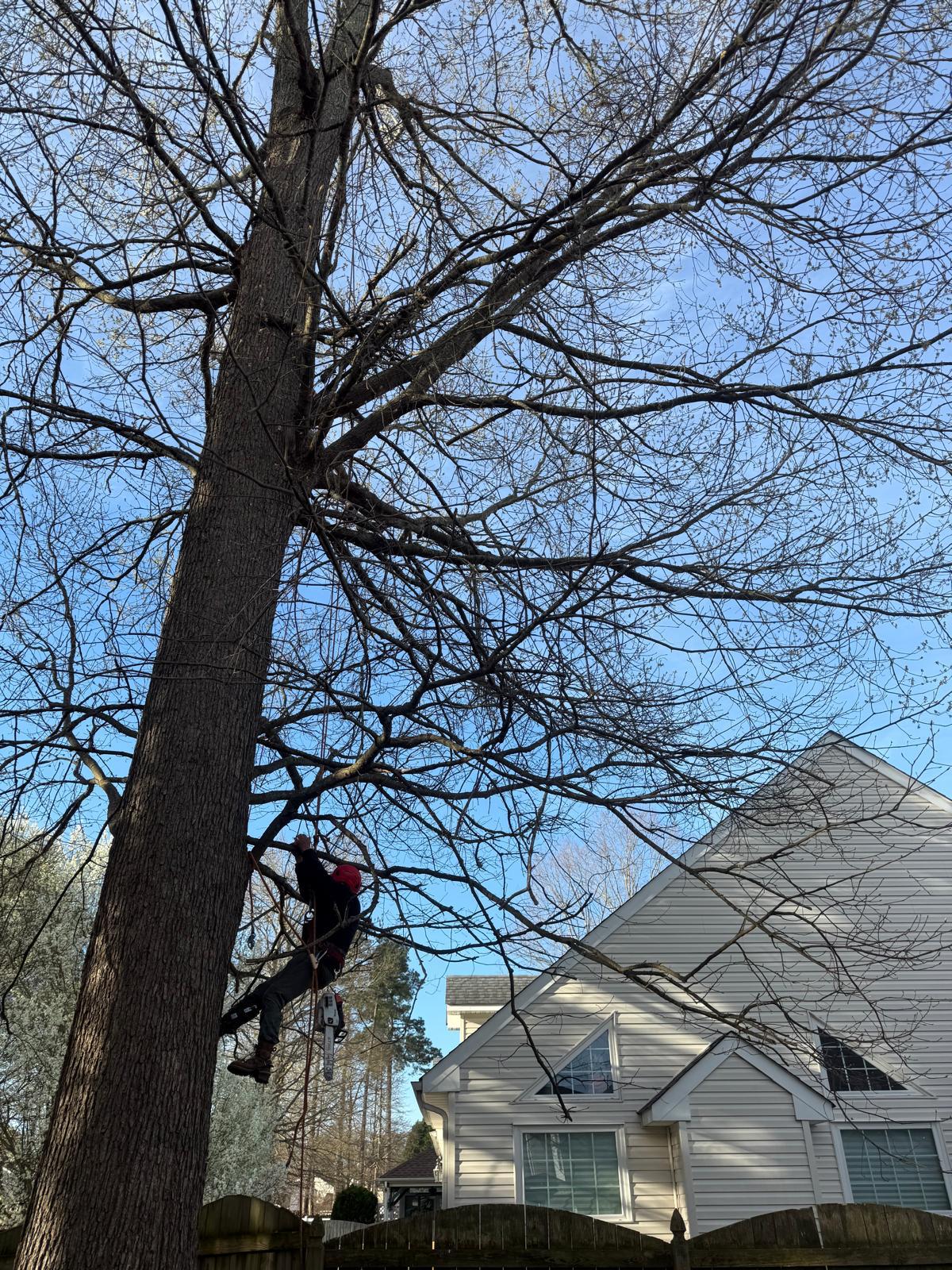 Stump grinding in Newport News