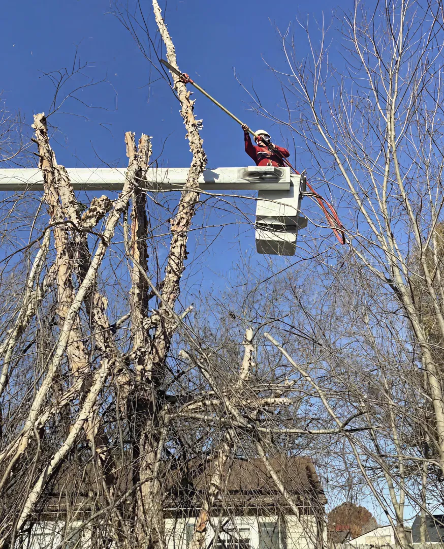 Alvarez Tree Service team at work