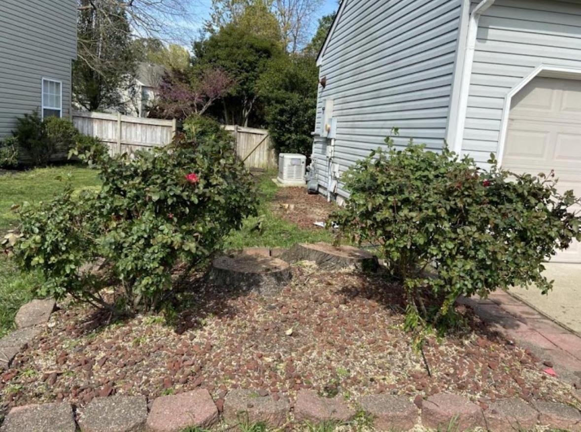 Tree Removal Cost in Newport News, VA: What to Expect