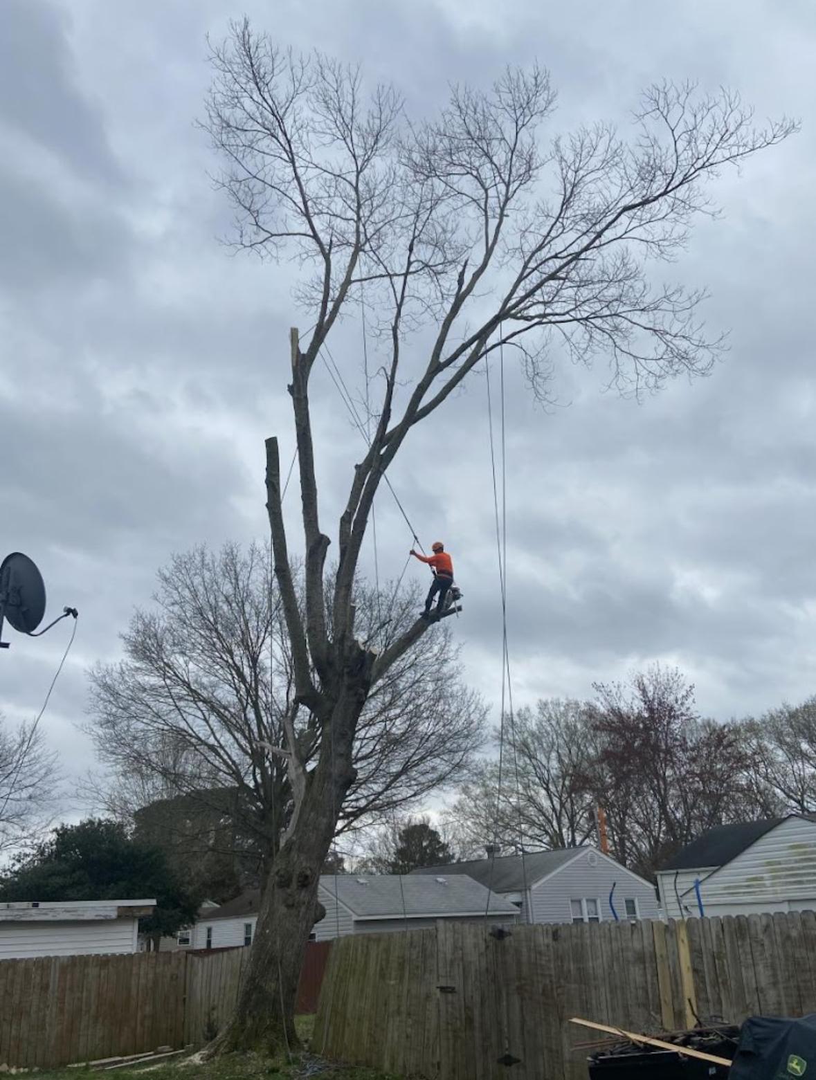 Best Time to Trim Trees Hampton Roads: A Local Guide