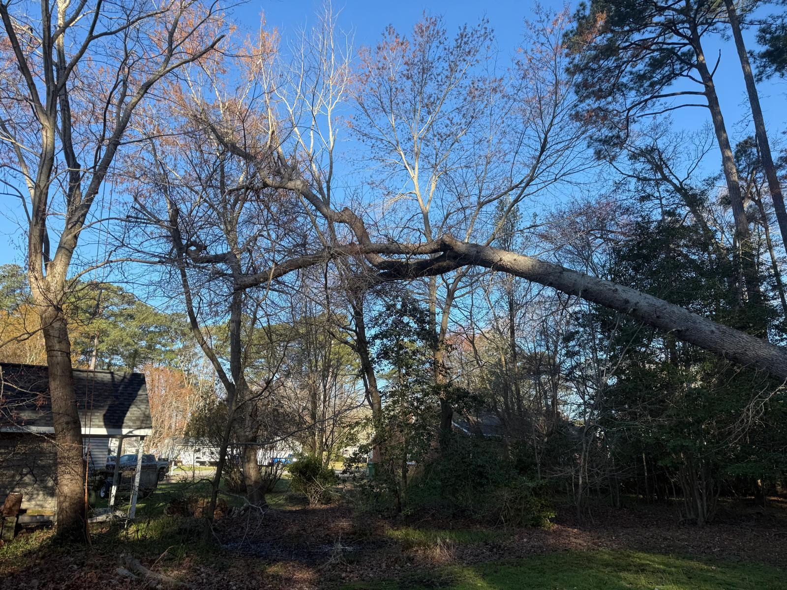 Hurricane Season Tree Prep for Yorktown Homeowners