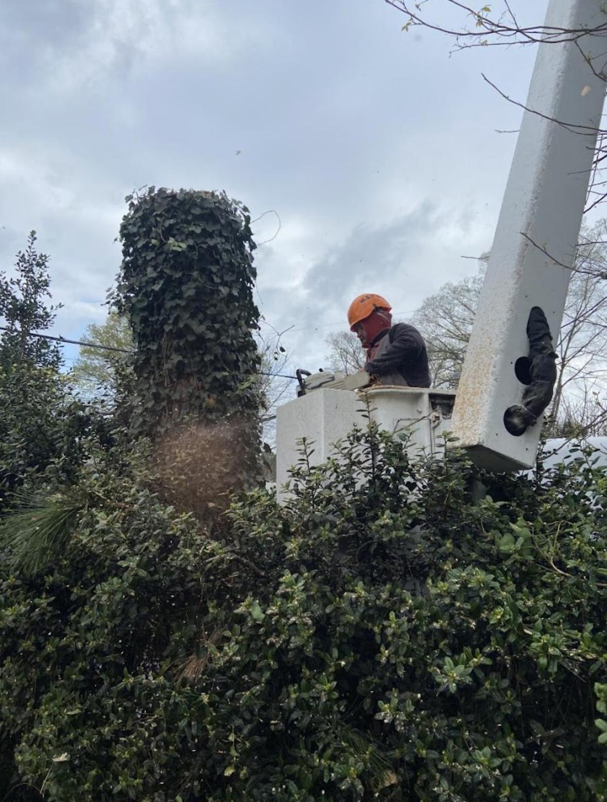 Stump Grinding vs Stump Removal: What Poquoson Homeowners Should Know